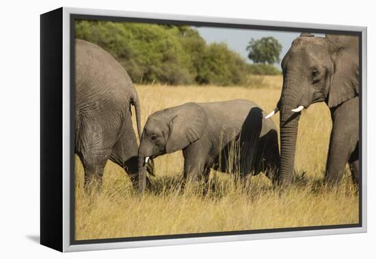 Family of African Elephants-Michele Westmorland-Framed Premier Image Canvas