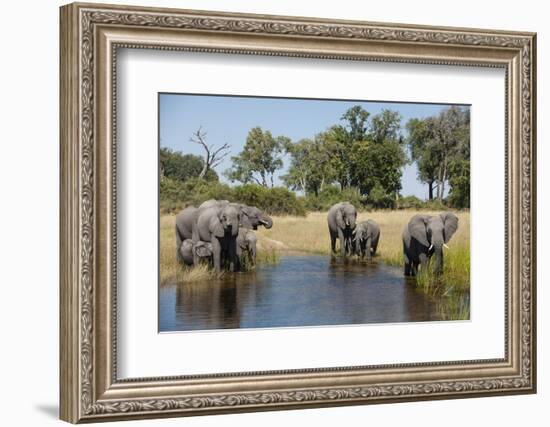 Family of African Elephants-Michele Westmorland-Framed Photographic Print