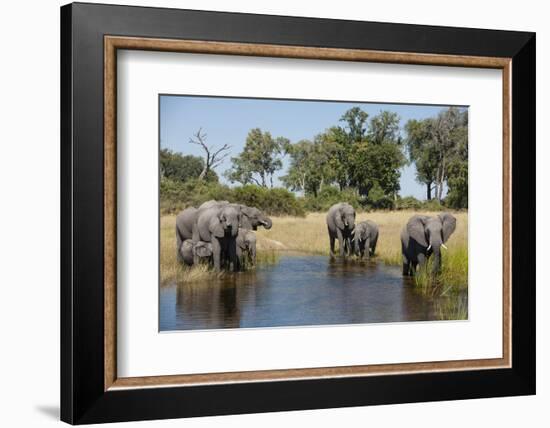 Family of African Elephants-Michele Westmorland-Framed Photographic Print