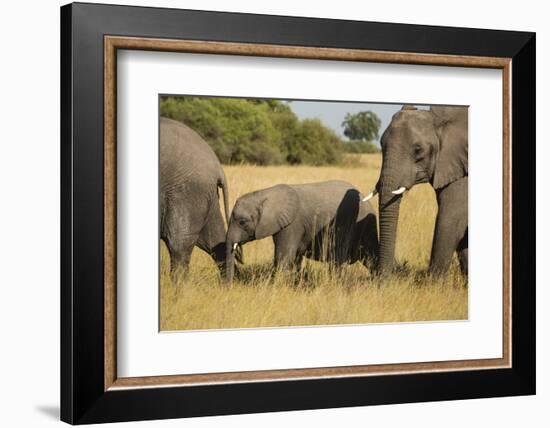 Family of African Elephants-Michele Westmorland-Framed Photographic Print