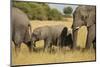 Family of African Elephants-Michele Westmorland-Mounted Photographic Print