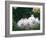 Family of Albino Netherland Dwarf Rabbits, USA-Lynn M. Stone-Framed Photographic Print