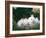 Family of Albino Netherland Dwarf Rabbits, USA-Lynn M. Stone-Framed Photographic Print