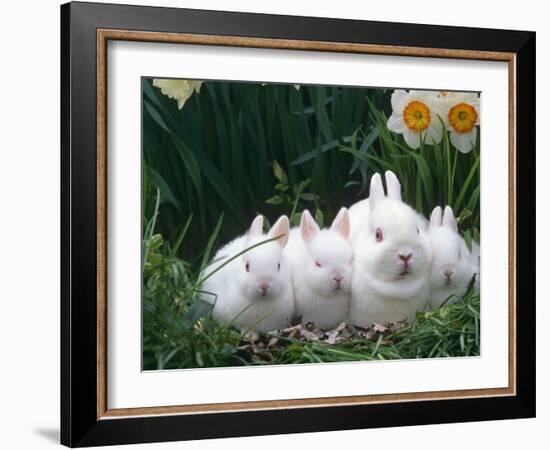 Family of Albino Netherland Dwarf Rabbits, USA-Lynn M. Stone-Framed Photographic Print