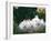 Family of Albino Netherland Dwarf Rabbits, USA-Lynn M. Stone-Framed Photographic Print