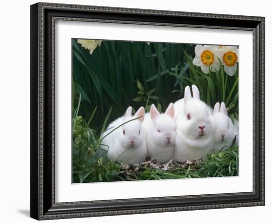Family of Albino Netherland Dwarf Rabbits, USA-Lynn M. Stone-Framed Photographic Print