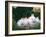 Family of Albino Netherland Dwarf Rabbits, USA-Lynn M. Stone-Framed Photographic Print