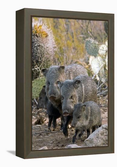 Family of Collared Peccaries-Bob Gibbons-Framed Premier Image Canvas