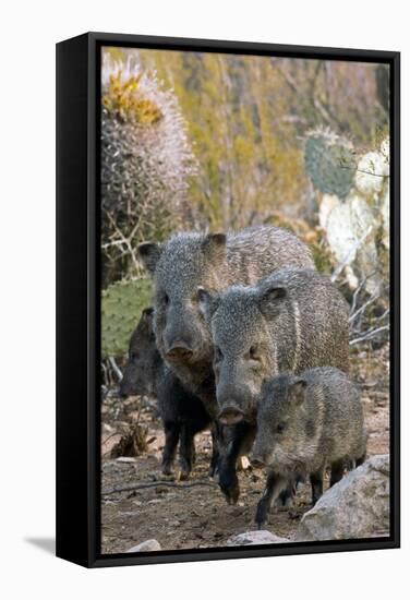 Family of Collared Peccaries-Bob Gibbons-Framed Premier Image Canvas