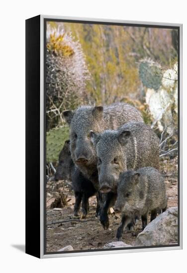 Family of Collared Peccaries-Bob Gibbons-Framed Premier Image Canvas
