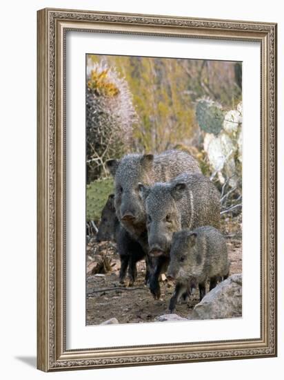 Family of Collared Peccaries-Bob Gibbons-Framed Photographic Print