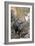 Family of Collared Peccaries-Bob Gibbons-Framed Photographic Print