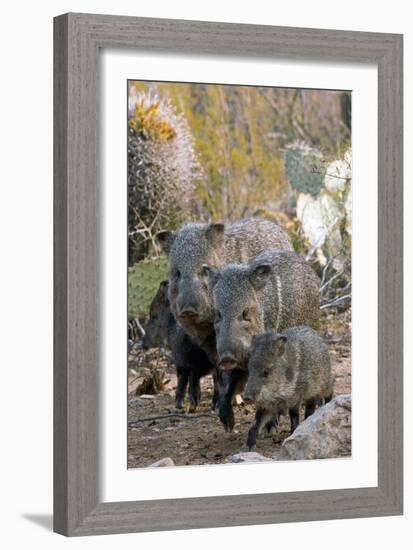 Family of Collared Peccaries-Bob Gibbons-Framed Photographic Print