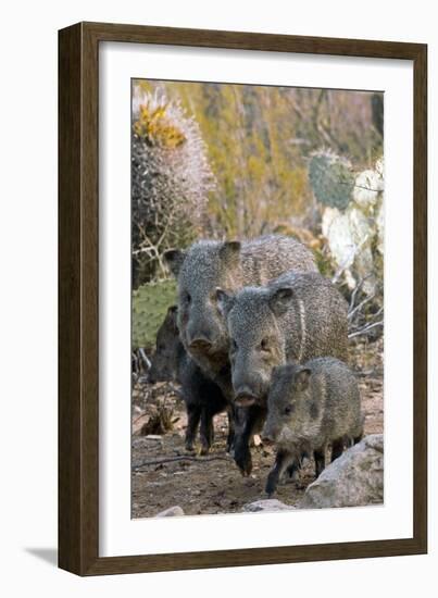 Family of Collared Peccaries-Bob Gibbons-Framed Photographic Print