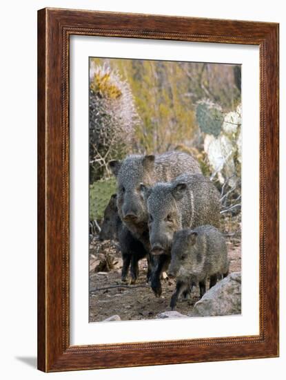 Family of Collared Peccaries-Bob Gibbons-Framed Photographic Print