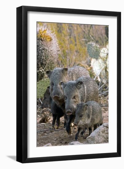 Family of Collared Peccaries-Bob Gibbons-Framed Photographic Print