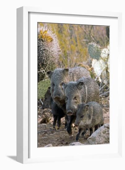 Family of Collared Peccaries-Bob Gibbons-Framed Photographic Print