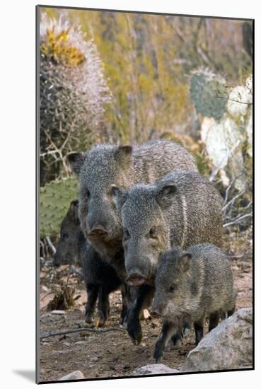 Family of Collared Peccaries-Bob Gibbons-Mounted Photographic Print