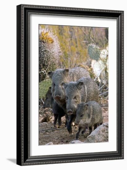 Family of Collared Peccaries-Bob Gibbons-Framed Photographic Print