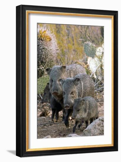 Family of Collared Peccaries-Bob Gibbons-Framed Photographic Print