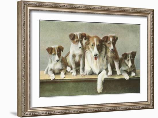 Family of Collies-null-Framed Art Print