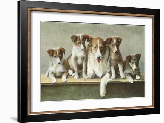 Family of Collies-null-Framed Art Print