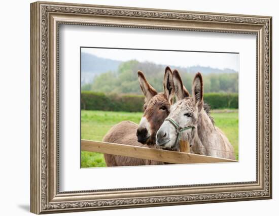 Family of Donkeys Outdoors in Spring. Couple of Donkeys on the Meadow-vvvita-Framed Photographic Print