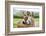 Family of Donkeys Outdoors in Spring. Couple of Donkeys on the Meadow-vvvita-Framed Photographic Print