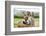 Family of Donkeys Outdoors in Spring. Couple of Donkeys on the Meadow-vvvita-Framed Photographic Print