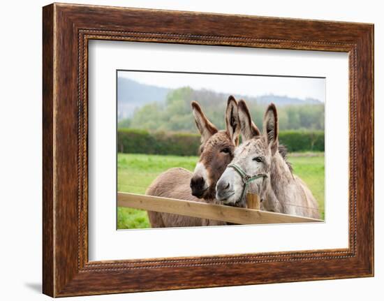 Family of Donkeys Outdoors in Spring. Couple of Donkeys on the Meadow-vvvita-Framed Photographic Print