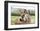 Family of Donkeys Outdoors in Spring. Couple of Donkeys on the Meadow-vvvita-Framed Photographic Print