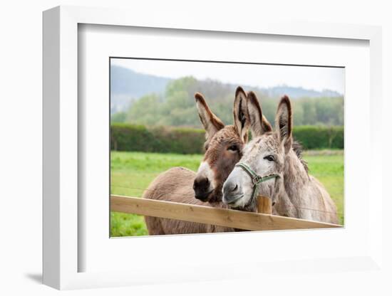 Family of Donkeys Outdoors in Spring. Couple of Donkeys on the Meadow-vvvita-Framed Photographic Print