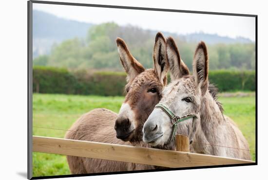 Family of Donkeys Outdoors in Spring. Couple of Donkeys on the Meadow-vvvita-Mounted Photographic Print