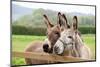 Family of Donkeys Outdoors in Spring. Couple of Donkeys on the Meadow-vvvita-Mounted Photographic Print