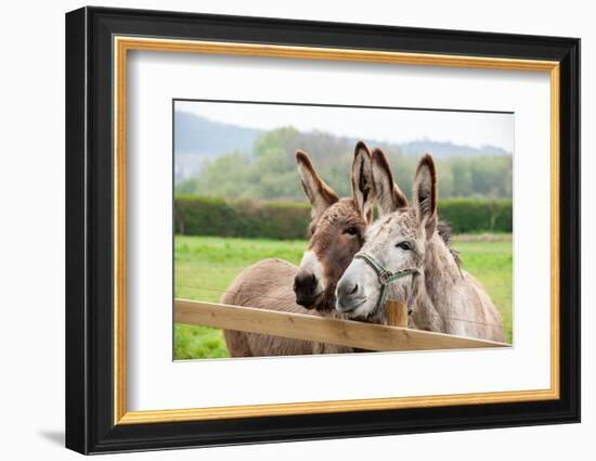 Family of Donkeys Outdoors in Spring. Couple of Donkeys on the Meadow-vvvita-Framed Photographic Print