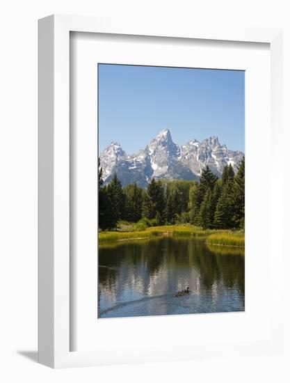 Family of Ducks Swim across the River, Grand Teton National Park, Teton County, Wyoming, Usa-John Warburton-lee-Framed Photographic Print