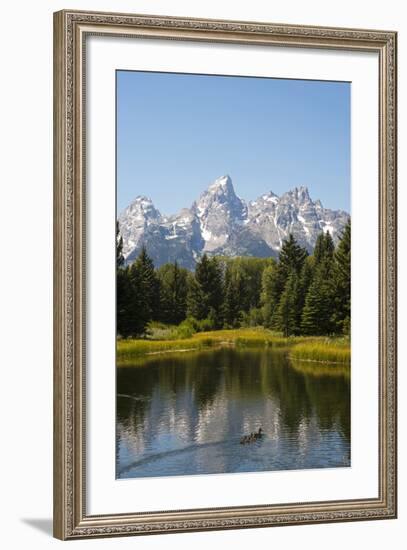 Family of Ducks Swim across the River, Grand Teton National Park, Teton County, Wyoming, Usa-John Warburton-lee-Framed Photographic Print