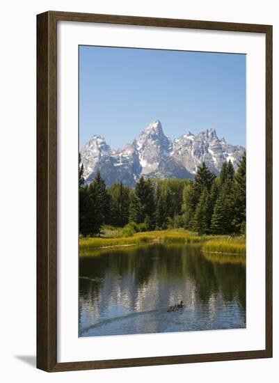 Family of Ducks Swim across the River, Grand Teton National Park, Teton County, Wyoming, Usa-John Warburton-lee-Framed Photographic Print