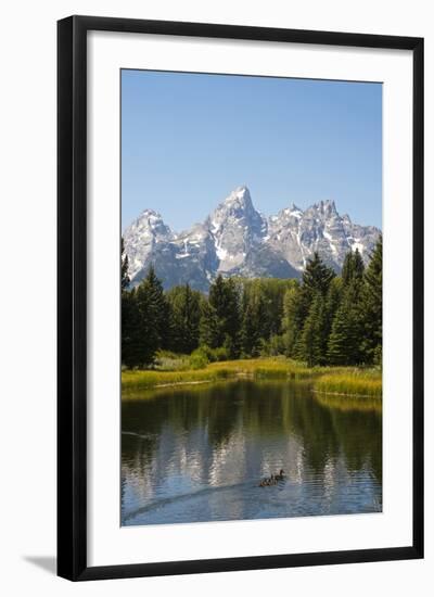 Family of Ducks Swim across the River, Grand Teton National Park, Teton County, Wyoming, Usa-John Warburton-lee-Framed Photographic Print