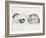 Family of Ferrets-Barbara Keith-Framed Giclee Print