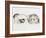 Family of Ferrets-Barbara Keith-Framed Giclee Print