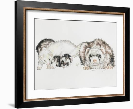 Family of Ferrets-Barbara Keith-Framed Giclee Print