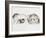 Family of Ferrets-Barbara Keith-Framed Giclee Print