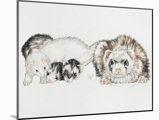 Family of Ferrets-Barbara Keith-Mounted Giclee Print