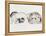 Family of Ferrets-Barbara Keith-Framed Premier Image Canvas