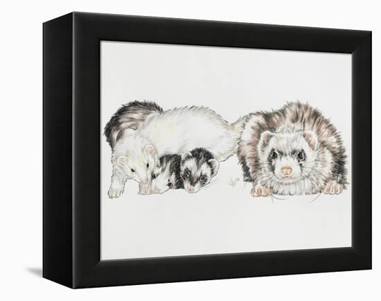 Family of Ferrets-Barbara Keith-Framed Premier Image Canvas