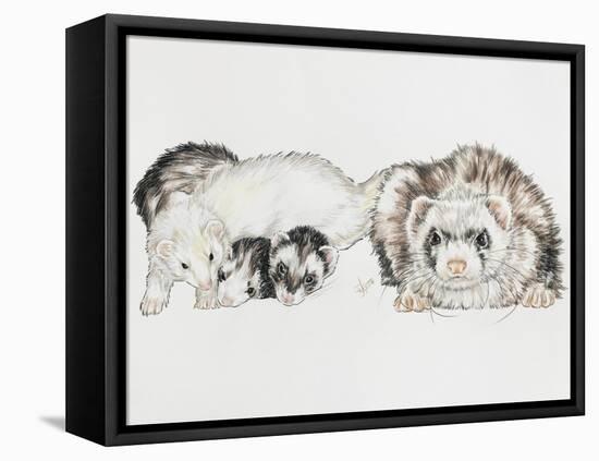 Family of Ferrets-Barbara Keith-Framed Premier Image Canvas