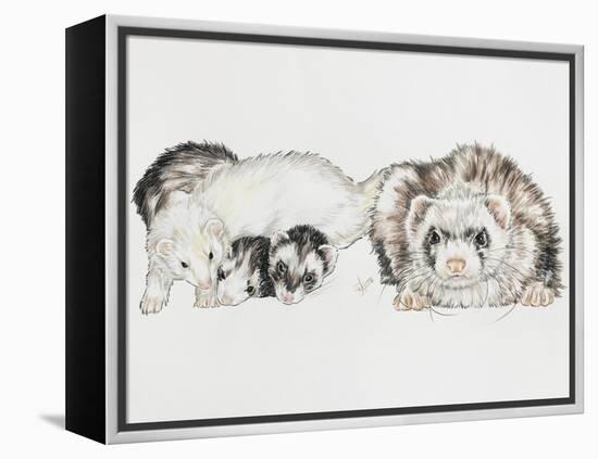 Family of Ferrets-Barbara Keith-Framed Premier Image Canvas