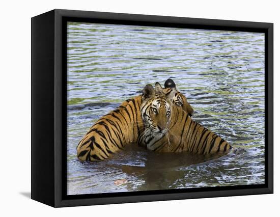 Family of Indian Tigers, Bandhavgarh National Park, Madhya Pradesh State-Thorsten Milse-Framed Premier Image Canvas