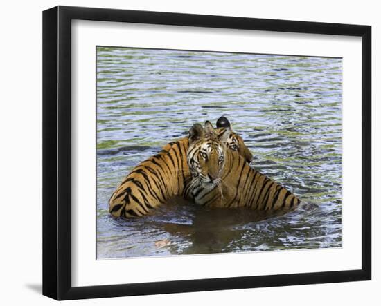 Family of Indian Tigers, Bandhavgarh National Park, Madhya Pradesh State-Thorsten Milse-Framed Photographic Print